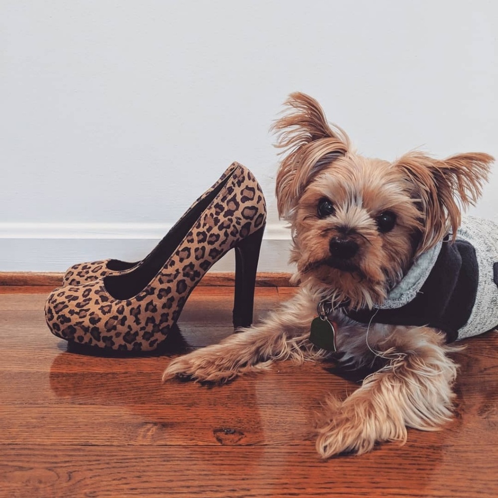 Kardashian Leopard Skin Pumps